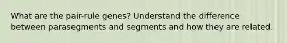 What are the pair-rule genes? Understand the difference between parasegments and segments and how they are related.