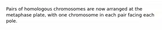 Pairs of homologous chromosomes are now arranged at the metaphase plate, with one chromosome in each pair facing each pole.