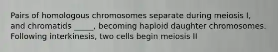 Pairs of homologous chromosomes separate during meiosis I, and chromatids _____, becoming haploid daughter chromosomes. Following interkinesis, two cells begin meiosis II