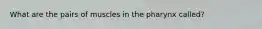 What are the pairs of muscles in the pharynx called?