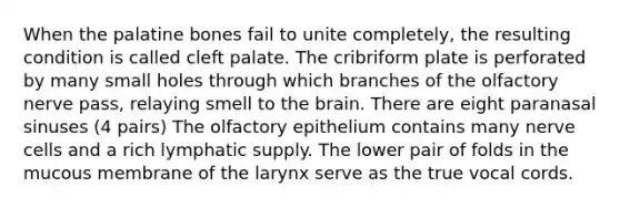 When the palatine bones fail to unite completely, the resulting condition is called cleft palate. The cribriform plate is perforated by many small holes through which branches of the olfactory nerve pass, relaying smell to the brain. There are eight paranasal sinuses (4 pairs) The olfactory epithelium contains many nerve cells and a rich lymphatic supply. The lower pair of folds in the mucous membrane of the larynx serve as the true vocal cords.