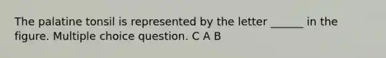 The palatine tonsil is represented by the letter ______ in the figure. Multiple choice question. C A B