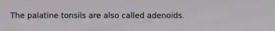 The palatine tonsils are also called adenoids.