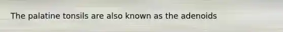 The palatine tonsils are also known as the adenoids