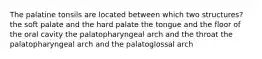 The palatine tonsils are located between which two structures? the soft palate and the hard palate the tongue and the floor of the oral cavity the palatopharyngeal arch and the throat the palatopharyngeal arch and the palatoglossal arch