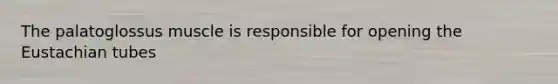 The palatoglossus muscle is responsible for opening the Eustachian tubes