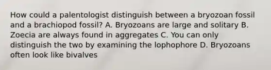 How could a palentologist distinguish between a bryozoan fossil and a brachiopod fossil? A. Bryozoans are large and solitary B. Zoecia are always found in aggregates C. You can only distinguish the two by examining the lophophore D. Bryozoans often look like bivalves