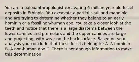 You are a paleoanthropologist excavating 6-million-year-old fossil deposits in Ethiopia. You excavate a partial skull and mandible and are trying to determine whether they belong to an early hominin or a fossil non-human ape. You take a closer look at the teeth and notice that there is a large diastema between the lower canines and premolars and the upper canines are large and projecting, with wear on the back surface. Based on your analysis you conclude that these fossils belong to: A. A hominin B. A non-human ape C. There is not enough information to make this determination