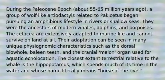 During the Paleocene Epoch (about 55-65 million years ago), a group of wolf-like artiodactyls related to Pakicetus began pursuing an amphibious lifestyle in rivers or shallow seas. They were the ancestors of modern whales, dolphins, and porpoises. The cetacea are extensively adapted to marine life and cannot survive on land at all. Their adaptation can be seen in many unique physiognomic characteristics such as the dorsal blowhole, baleen teeth, and the cranial 'melon' organ used for aquatic echolocation. The closest extant terrestrial relative to the whale is the hippopotamus, which spends much of its time in the water and whose name literally means "horse of the river".