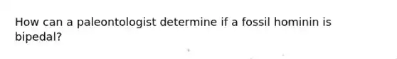 How can a paleontologist determine if a fossil hominin is bipedal?