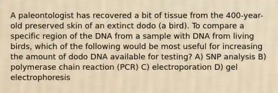 A paleontologist has recovered a bit of tissue from the 400-year-old preserved skin of an extinct dodo (a bird). To compare a specific region of the DNA from a sample with DNA from living birds, which of the following would be most useful for increasing the amount of dodo DNA available for testing? A) SNP analysis B) polymerase chain reaction (PCR) C) electroporation D) gel electrophoresis