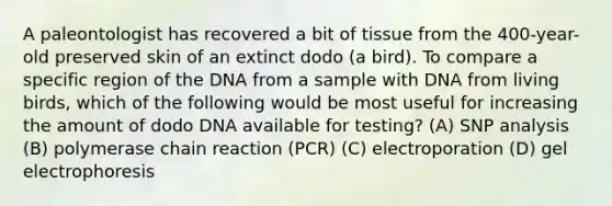 A paleontologist has recovered a bit of tissue from the 400-year-old preserved skin of an extinct dodo (a bird). To compare a specific region of the DNA from a sample with DNA from living birds, which of the following would be most useful for increasing the amount of dodo DNA available for testing? ​(A)​ SNP analysis ​(B)​ polymerase chain reaction (PCR) ​(C)​ electroporation ​(D)​ gel electrophoresis