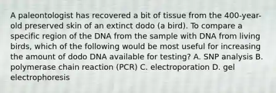 A paleontologist has recovered a bit of tissue from the 400-year-old preserved skin of an extinct dodo (a bird). To compare a specific region of the DNA from the sample with DNA from living birds, which of the following would be most useful for increasing the amount of dodo DNA available for testing? A. SNP analysis B. polymerase chain reaction (PCR) C. electroporation D. gel electrophoresis