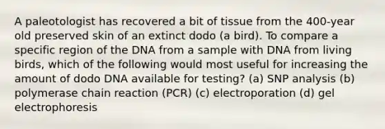 A paleotologist has recovered a bit of tissue from the 400-year old preserved skin of an extinct dodo (a bird). To compare a specific region of the DNA from a sample with DNA from living birds, which of the following would most useful for increasing the amount of dodo DNA available for testing? (a) SNP analysis (b) polymerase chain reaction (PCR) (c) electroporation (d) gel electrophoresis