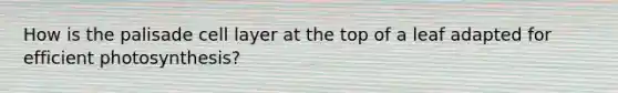 How is the palisade cell layer at the top of a leaf adapted for efficient photosynthesis?