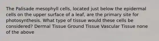 The Palisade mesophyll cells, located just below the epidermal cells on the upper surface of a leaf, are the primary site for photosynthesis. What type of tissue would these cells be considered? <a href='https://www.questionai.com/knowledge/kRKdINDJId-dermal-tissue' class='anchor-knowledge'>dermal tissue</a> <a href='https://www.questionai.com/knowledge/kb0kKBaH0H-ground-tissue' class='anchor-knowledge'>ground tissue</a> Vascular Tissue none of the above