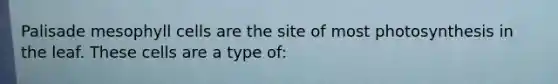 Palisade mesophyll cells are the site of most photosynthesis in the leaf. These cells are a type of: