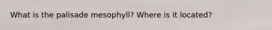 What is the palisade mesophyll? Where is it located?