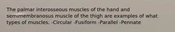 The palmar interosseous muscles of the hand and semimembranosus muscle of the thigh are examples of what types of muscles. -Circular -Fusiform -Parallel -Pennate