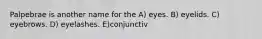 Palpebrae is another name for the A) eyes. B) eyelids. C) eyebrows. D) eyelashes. E)conjunctiv