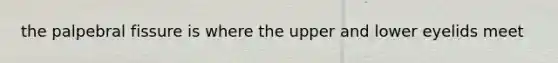 the palpebral fissure is where the upper and lower eyelids meet