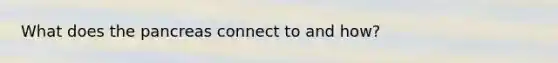 What does the pancreas connect to and how?