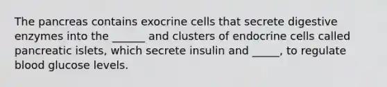 The pancreas contains exocrine cells that secrete digestive enzymes into the ______ and clusters of endocrine cells called pancreatic islets, which secrete insulin and _____, to regulate blood glucose levels.