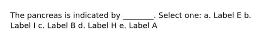 The pancreas is indicated by ________. Select one: a. Label E b. Label I c. Label B d. Label H e. Label A