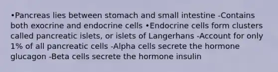 •Pancreas lies between stomach and small intestine -Contains both exocrine and endocrine cells •Endocrine cells form clusters called pancreatic islets, or islets of Langerhans -Account for only 1% of all pancreatic cells -Alpha cells secrete the hormone glucagon -Beta cells secrete the hormone insulin