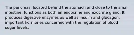 The pancreas, located behind the stomach and close to the small intestine, functions as both an endocrine and exocrine gland. It produces digestive enzymes as well as insulin and glucagon, important hormones concerned with the regulation of blood sugar levels.