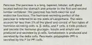 Pancreas The pancreas is a long, tapered, lobular, soft gland located behind the stomach and anterior to the first and second lumbar vertebrae. The pancreas has both exocrine and endocrine functions. The hormone-secreting portion of the pancreas is referred to as the islets of Langerhans. The islets account for less than 2% of the gland and consist of four types of hormone-secreting cells: α, β, delta, and F cells. α Cells produce and secrete the hormone glucagon. Insulin and amylin are produced and secreted by β cells. Somatostatin is produced and secreted by the delta cells. Pancreatic polypeptide (PP) is secreted by the F (or PP) cells.