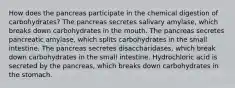 How does the pancreas participate in the chemical digestion of carbohydrates? The pancreas secretes salivary amylase, which breaks down carbohydrates in the mouth. The pancreas secretes pancreatic amylase, which splits carbohydrates in the small intestine. The pancreas secretes disaccharidases, which break down carbohydrates in the small intestine. Hydrochloric acid is secreted by the pancreas, which breaks down carbohydrates in the stomach.