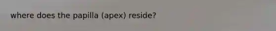 where does the papilla (apex) reside?