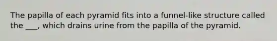 The papilla of each pyramid fits into a funnel-like structure called the ___, which drains urine from the papilla of the pyramid.