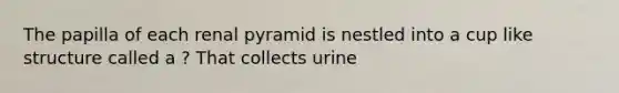 The papilla of each renal pyramid is nestled into a cup like structure called a ? That collects urine