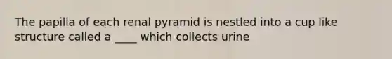 The papilla of each renal pyramid is nestled into a cup like structure called a ____ which collects urine