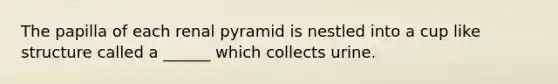 The papilla of each renal pyramid is nestled into a cup like structure called a ______ which collects urine.