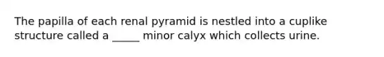 The papilla of each renal pyramid is nestled into a cuplike structure called a _____ minor calyx which collects urine.