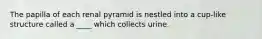 The papilla of each renal pyramid is nestled into a cup-like structure called a ____ which collects urine.