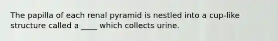 The papilla of each renal pyramid is nestled into a cup-like structure called a ____ which collects urine.