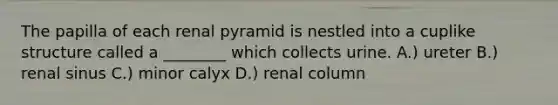 The papilla of each renal pyramid is nestled into a cuplike structure called a ________ which collects urine. A.) ureter B.) renal sinus C.) minor calyx D.) renal column