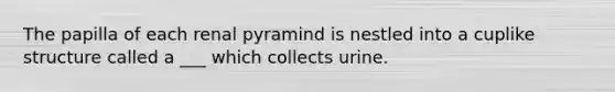 The papilla of each renal pyramind is nestled into a cuplike structure called a ___ which collects urine.