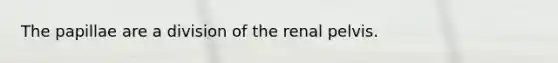 The papillae are a division of the renal pelvis.