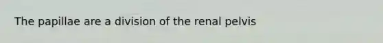 The papillae are a division of the renal pelvis