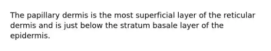 The papillary dermis is the most superficial layer of the reticular dermis and is just below the stratum basale layer of the epidermis.