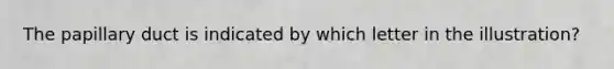 The papillary duct is indicated by which letter in the illustration?