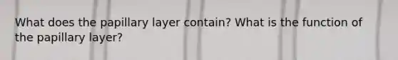 What does the papillary layer contain? What is the function of the papillary layer?