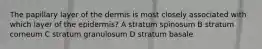 The papillary layer of the dermis is most closely associated with which layer of the epidermis? A stratum spinosum B stratum corneum C stratum granulosum D stratum basale