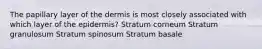 The papillary layer of the dermis is most closely associated with which layer of the epidermis? Stratum corneum Stratum granulosum Stratum spinosum Stratum basale