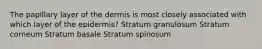 The papillary layer of the dermis is most closely associated with which layer of the epidermis? Stratum granulosum Stratum corneum Stratum basale Stratum spinosum